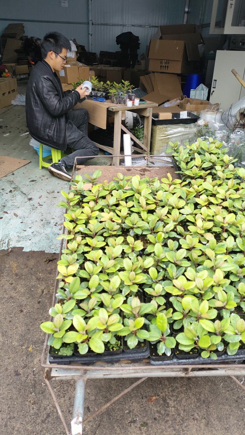 高山杜鹃欧洲进口品种多数量大接受预定，粉黛罗卜次