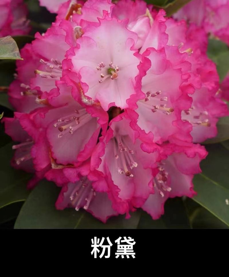 高山杜鹃欧洲进口品种多数量大接受预定，粉黛罗卜次