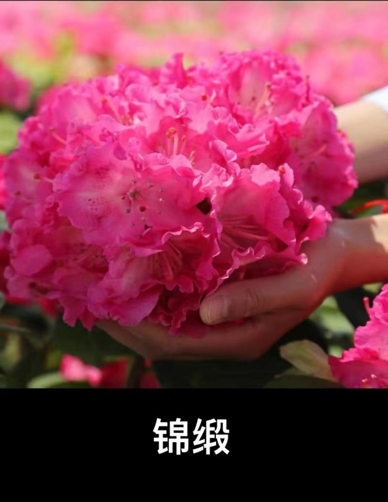 高山杜鹃欧洲进口品种多数量大接受预定，粉黛罗卜次