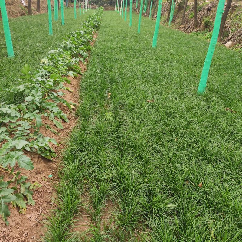 陕西西安周至麦冬草和草坪货源充足欢迎这位老板考察
