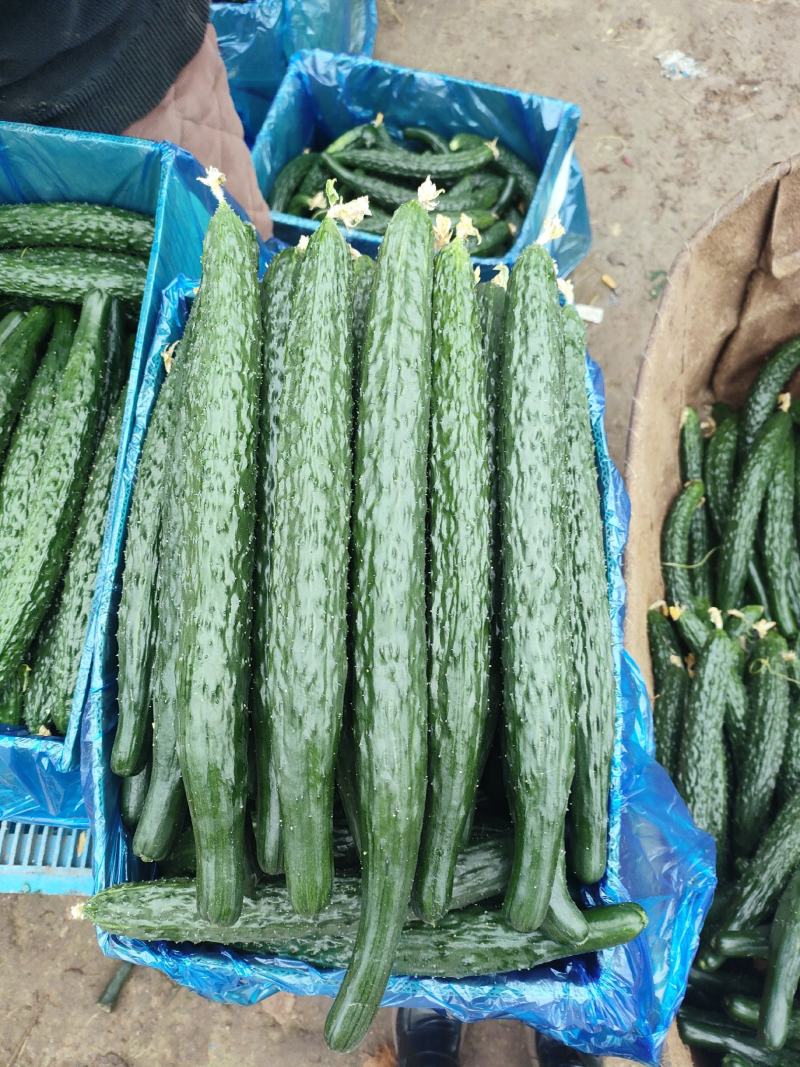 精品黑油密刺黄瓜