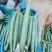 精品黑油密刺黄瓜