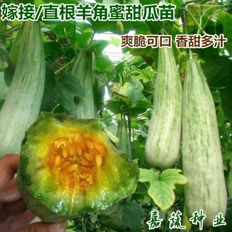 羊角蜜甜瓜苗，嫁接甜瓜苗，博洋61博洋九甜瓜苗
