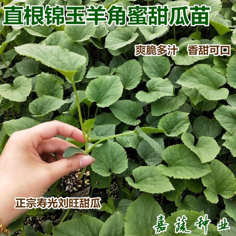 羊角蜜甜瓜苗，嫁接甜瓜苗，博洋61博洋九甜瓜苗