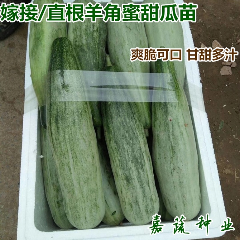 羊角蜜甜瓜苗，嫁接甜瓜苗，博洋61博洋九甜瓜苗