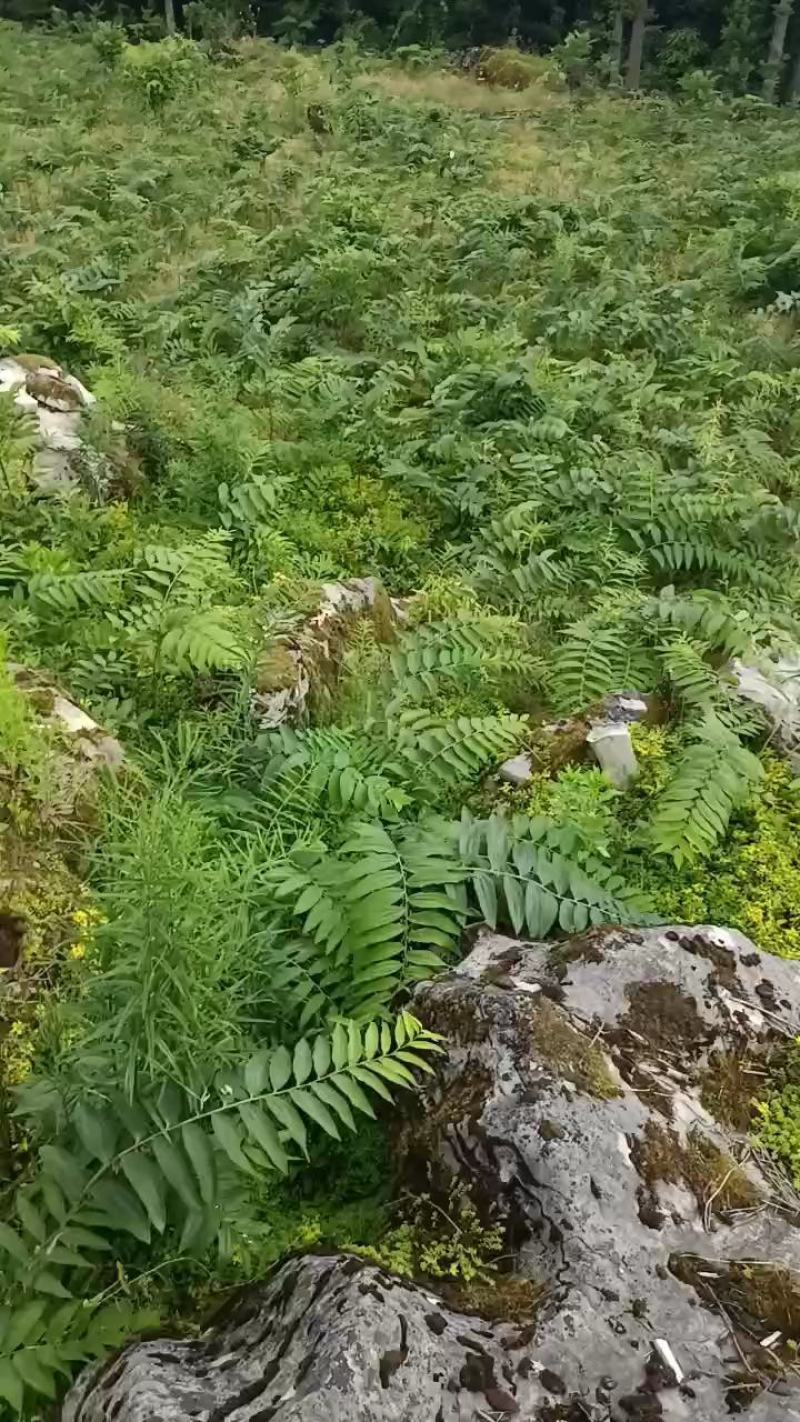 优质黄精苗（芽头）