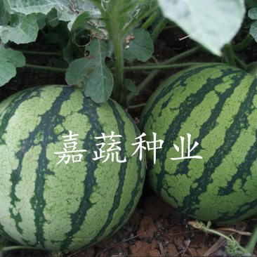 西瓜苗，嫁接苗，直根苗，8424美都甜王2K京欣西瓜苗