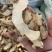 正宗萆薢川萆薢绵萆薢中药材毕薢无硫正品萆薢