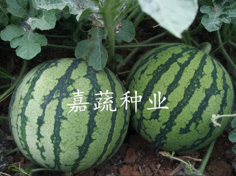 西瓜苗，嫁接苗，直根苗，8424美都甜王2K京欣西瓜苗