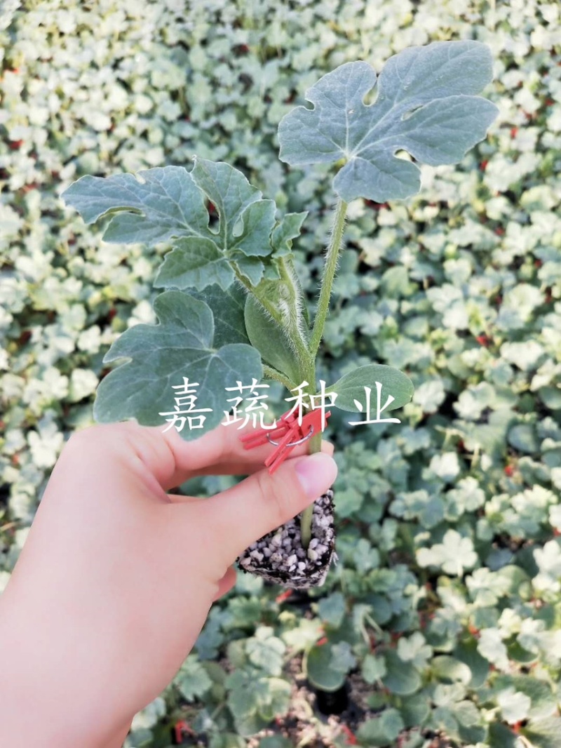 西瓜苗，嫁接苗，直根苗，8424美都甜王2K京欣西瓜苗
