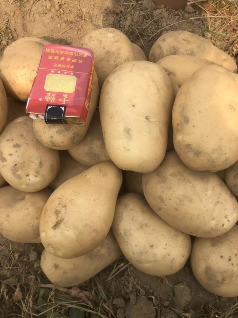 云南土豆洋芋希森土豆三号红心白心大量上市产地直供发