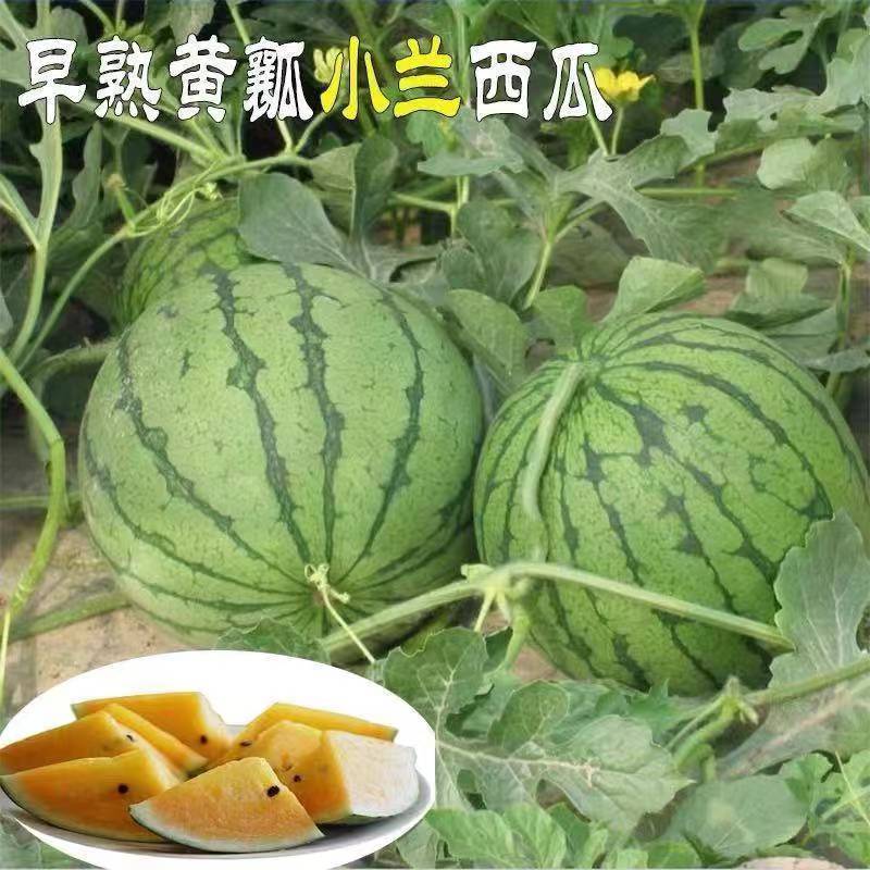 西瓜苗冰糖麒麟8424无子美都懒汉早熟黄壤西瓜苗种子阳台