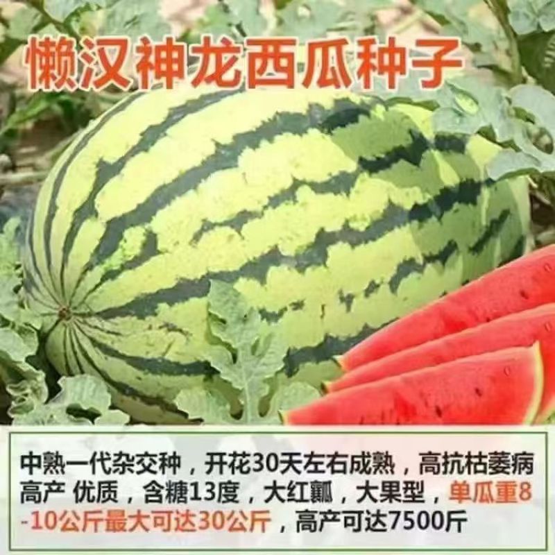 西瓜苗冰糖麒麟8424无子美都懒汉早熟黄壤西瓜苗种子阳台