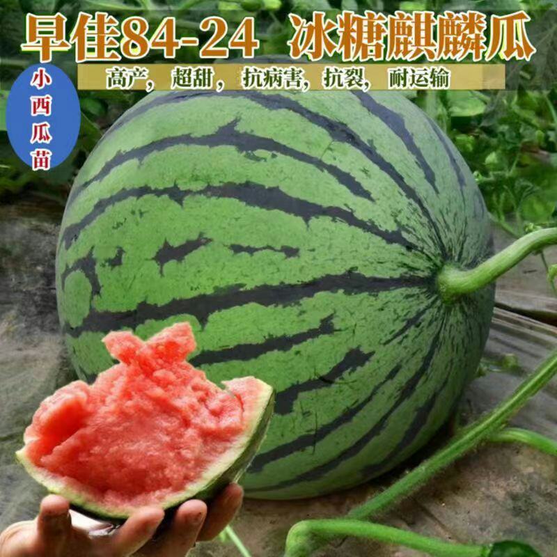 西瓜苗冰糖麒麟8424无子美都懒汉早熟黄壤西瓜苗种子阳台