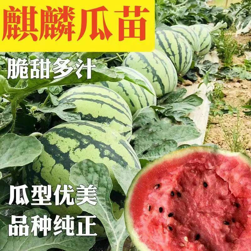 西瓜苗冰糖麒麟8424无子美都懒汉早熟黄壤西瓜苗种子阳台