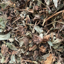 正品野生鱼腥草中药材干货鱼腥草中草药鱼腥草叶批发