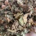 正品野生鱼腥草中药材干货鱼腥草中草药鱼腥草叶批发