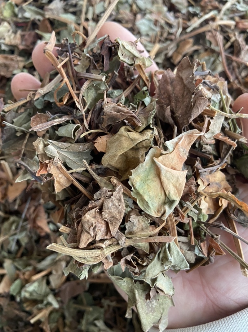 正品野生鱼腥草中药材干货鱼腥草中草药鱼腥草叶批发