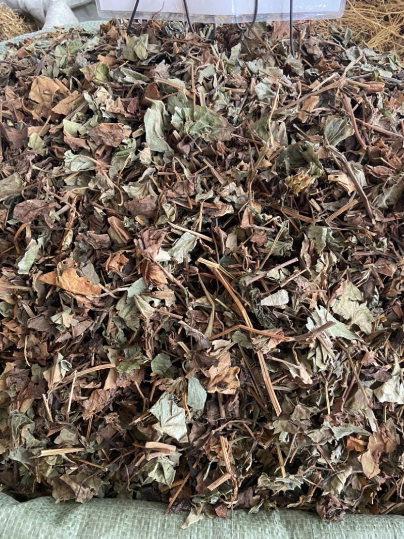 正品野生鱼腥草中药材干货鱼腥草中草药鱼腥草叶批发