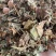 正品野生鱼腥草中药材干货鱼腥草中草药鱼腥草叶批发