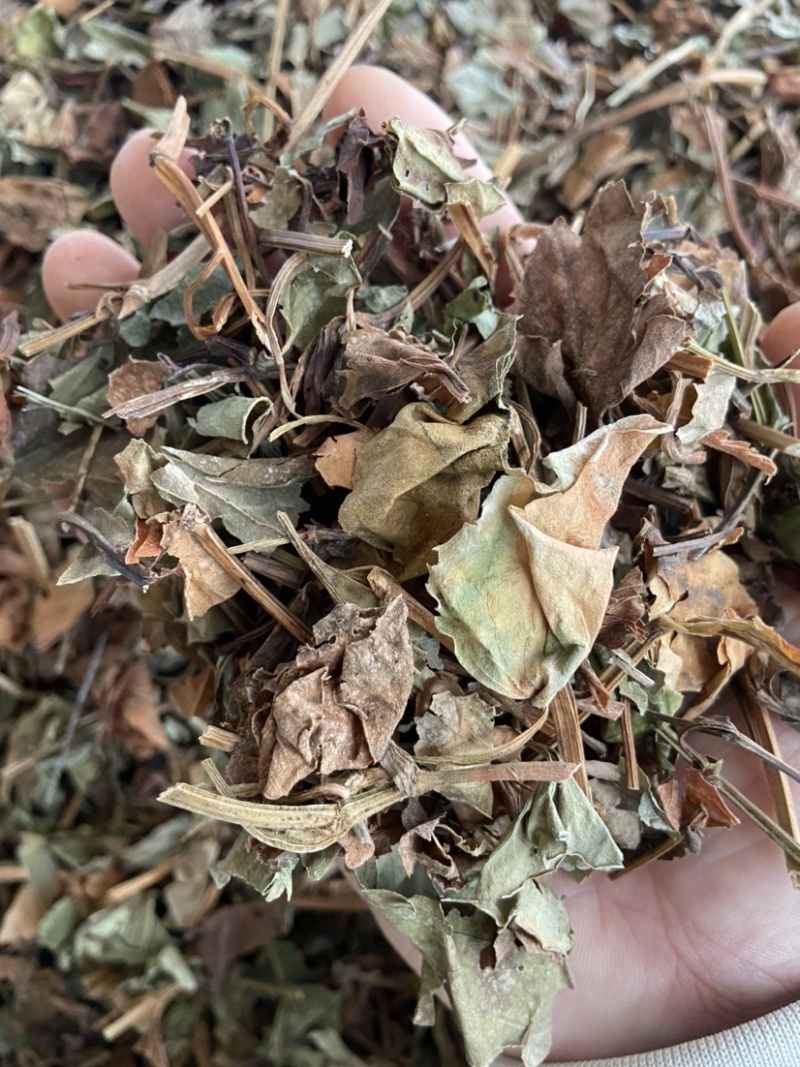 正品野生鱼腥草中药材干货鱼腥草中草药鱼腥草叶批发