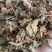 正品野生鱼腥草中药材干货鱼腥草中草药鱼腥草叶批发