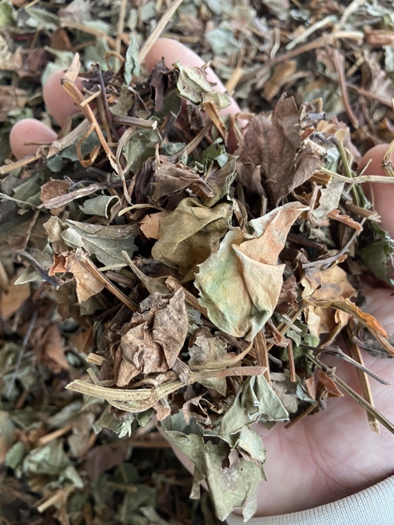 正品野生鱼腥草中药材干货鱼腥草中草药鱼腥草叶批发