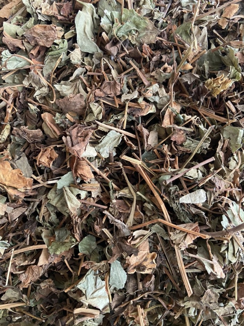 正品野生鱼腥草中药材干货鱼腥草中草药鱼腥草叶批发