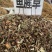 正品野生鱼腥草中药材干货鱼腥草中草药鱼腥草叶批发