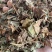 正品野生鱼腥草中药材干货鱼腥草中草药鱼腥草叶批发