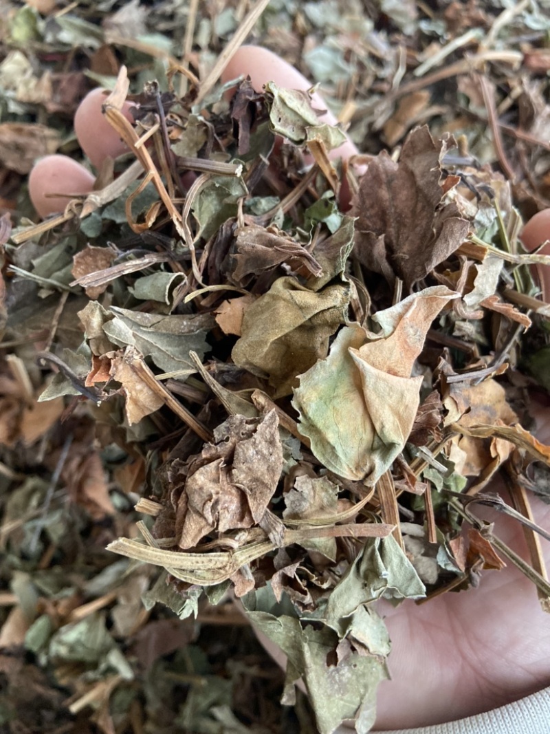 正品野生鱼腥草中药材干货鱼腥草中草药鱼腥草叶批发