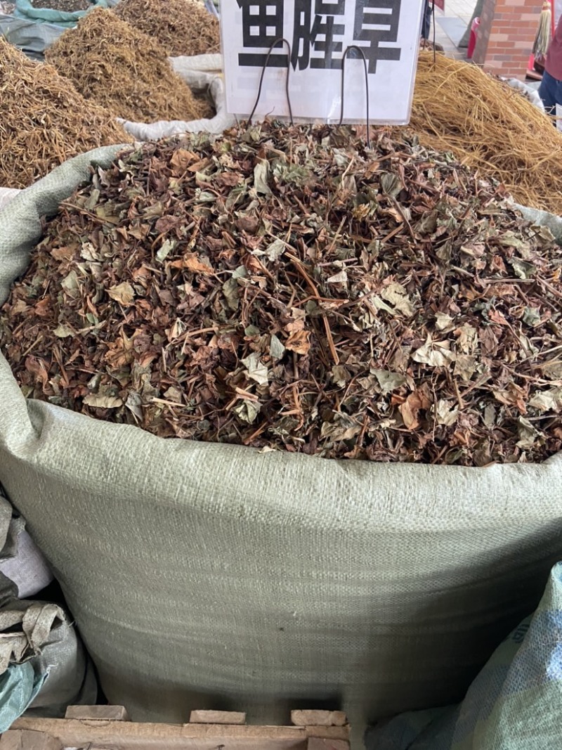 正品野生鱼腥草中药材干货鱼腥草中草药鱼腥草叶批发