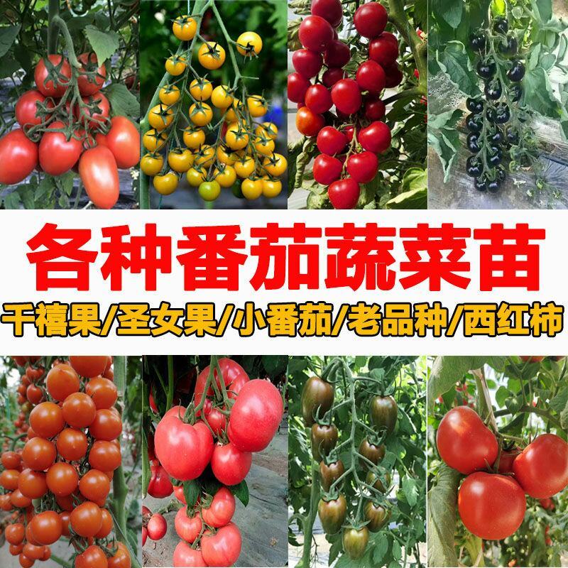番茄秧苗圣女果春季小西红柿苗南北方四季盆栽阳台蔬菜种苗番