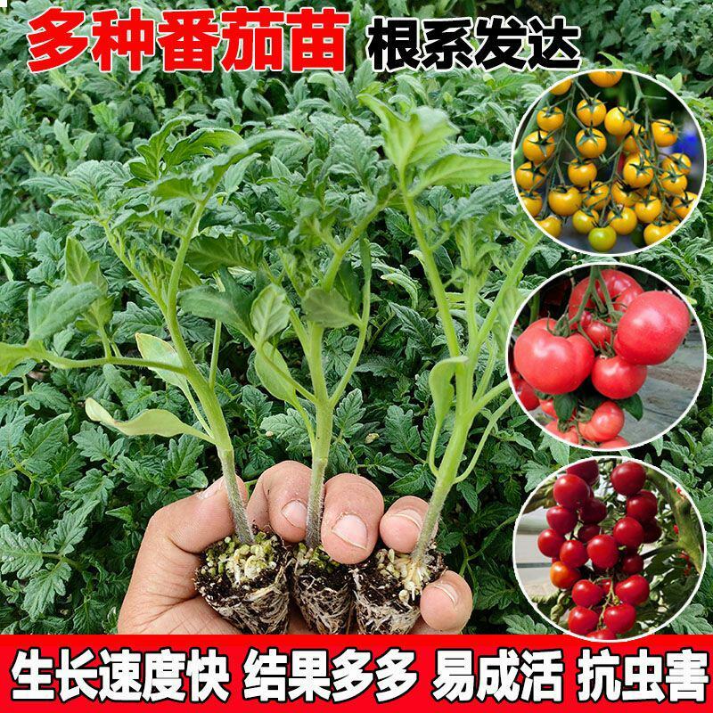 番茄秧苗圣女果春季小西红柿苗南北方四季盆栽阳台蔬菜种苗番