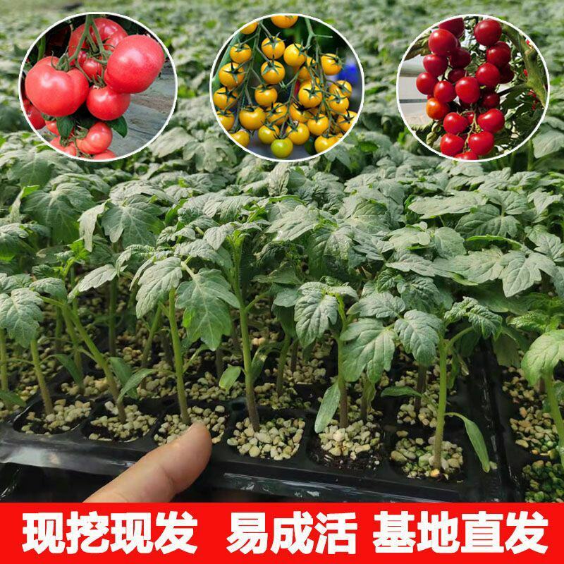 番茄秧苗圣女果春季小西红柿苗南北方四季盆栽阳台蔬菜种苗番