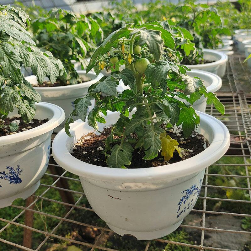 番茄秧苗圣女果春季小西红柿苗南北方四季盆栽阳台蔬菜种苗番