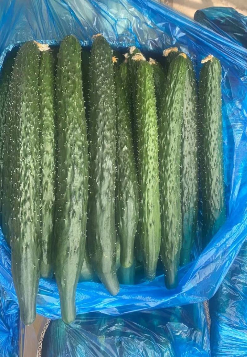 安徽精品黄瓜大量货、皮涩涩的，去皮之后，甘甜、爽口，清香
