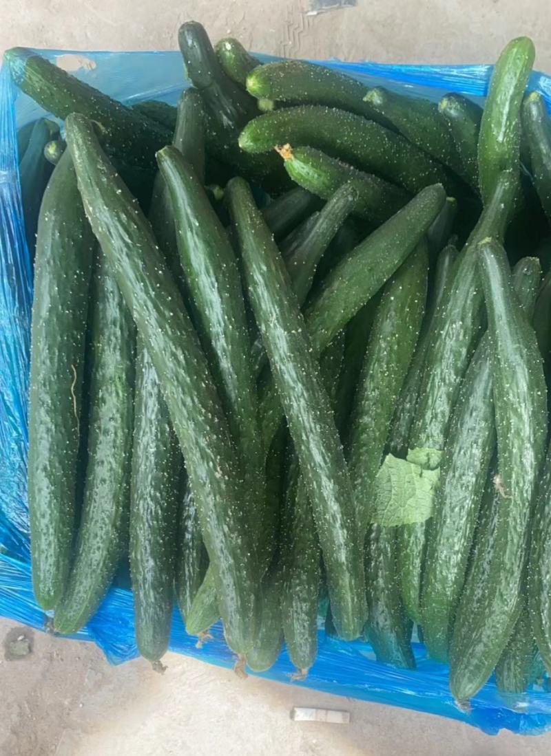 安徽精品黄瓜大量货、皮涩涩的，去皮之后，甘甜、爽口，清香