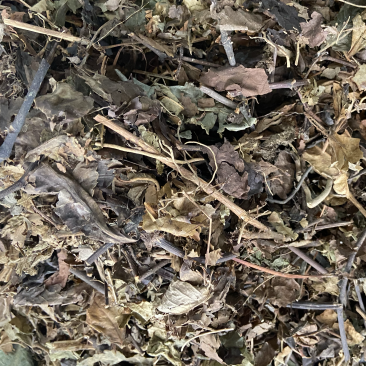 野生中药材九节茶肿节风草珊瑚九节风接骨莲新鲜干货