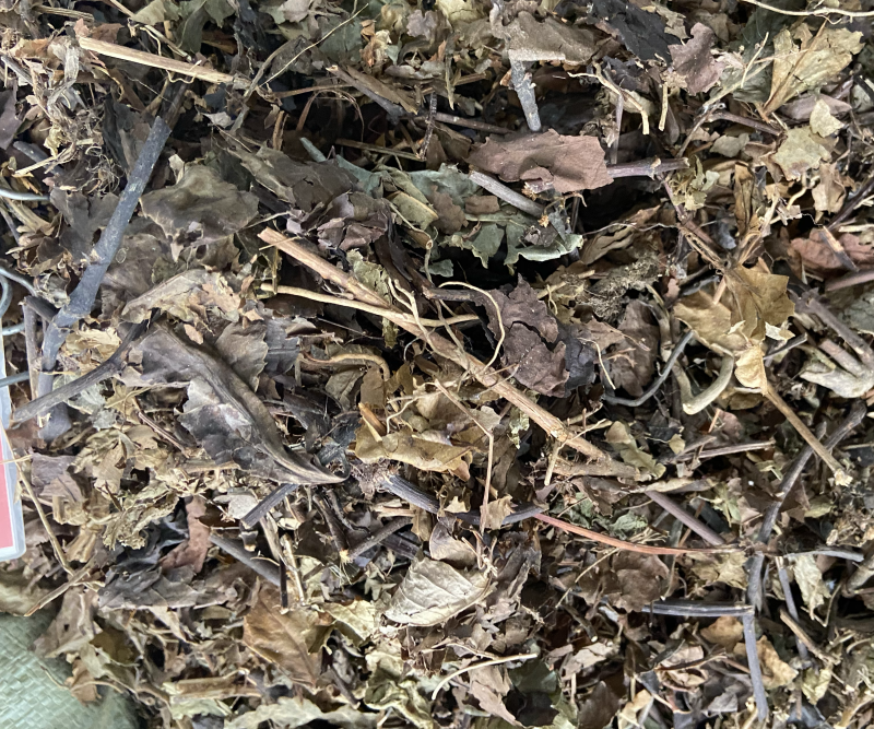 野生中药材九节茶肿节风草珊瑚九节风接骨莲新鲜干货