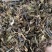 野生中药材九节茶肿节风草珊瑚九节风接骨莲新鲜干货