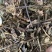 野生中药材九节茶肿节风草珊瑚九节风接骨莲新鲜干货