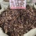 野生中药材九节茶肿节风草珊瑚九节风接骨莲新鲜干货
