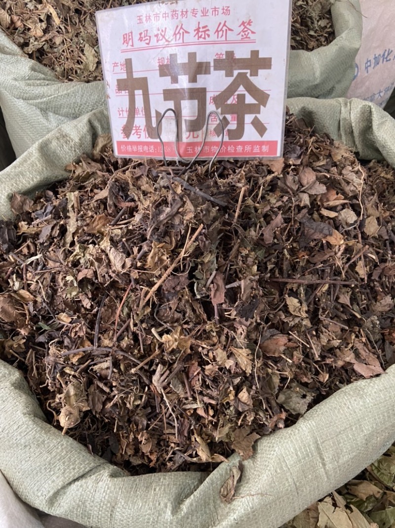 野生中药材九节茶肿节风草珊瑚九节风接骨莲新鲜干货