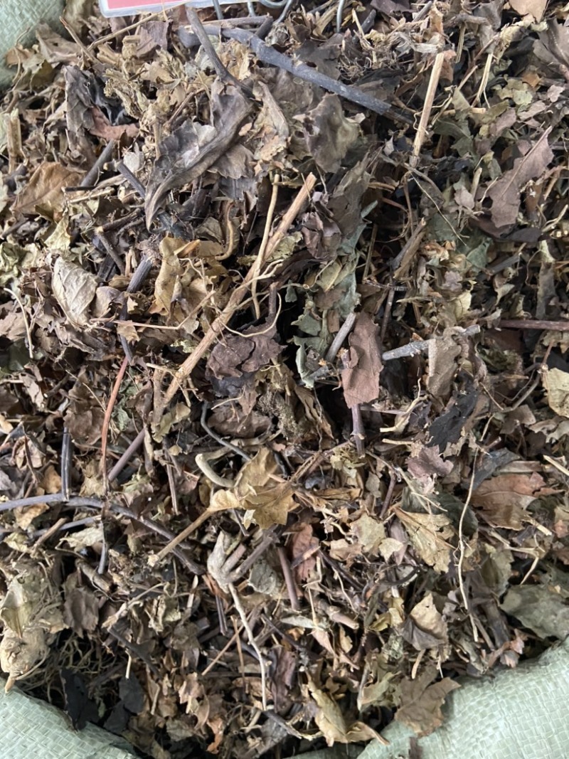 野生中药材九节茶肿节风草珊瑚九节风接骨莲新鲜干货
