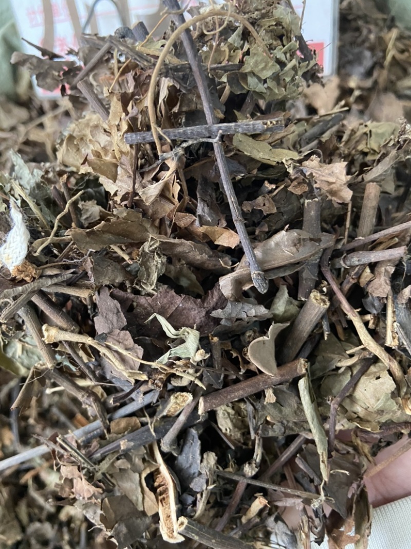 野生中药材九节茶肿节风草珊瑚九节风接骨莲新鲜干货