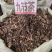 野生中药材九节茶肿节风草珊瑚九节风接骨莲新鲜干货