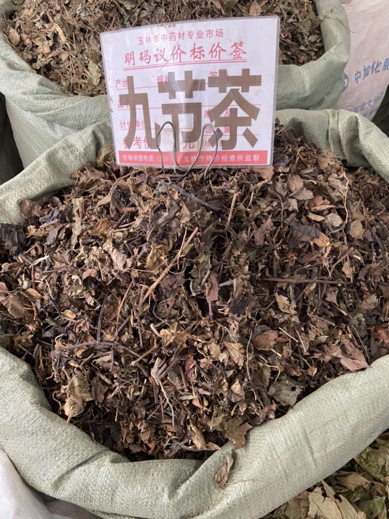 野生中药材九节茶肿节风草珊瑚九节风接骨莲新鲜干货
