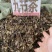 野生中药材九节茶肿节风草珊瑚九节风接骨莲新鲜干货