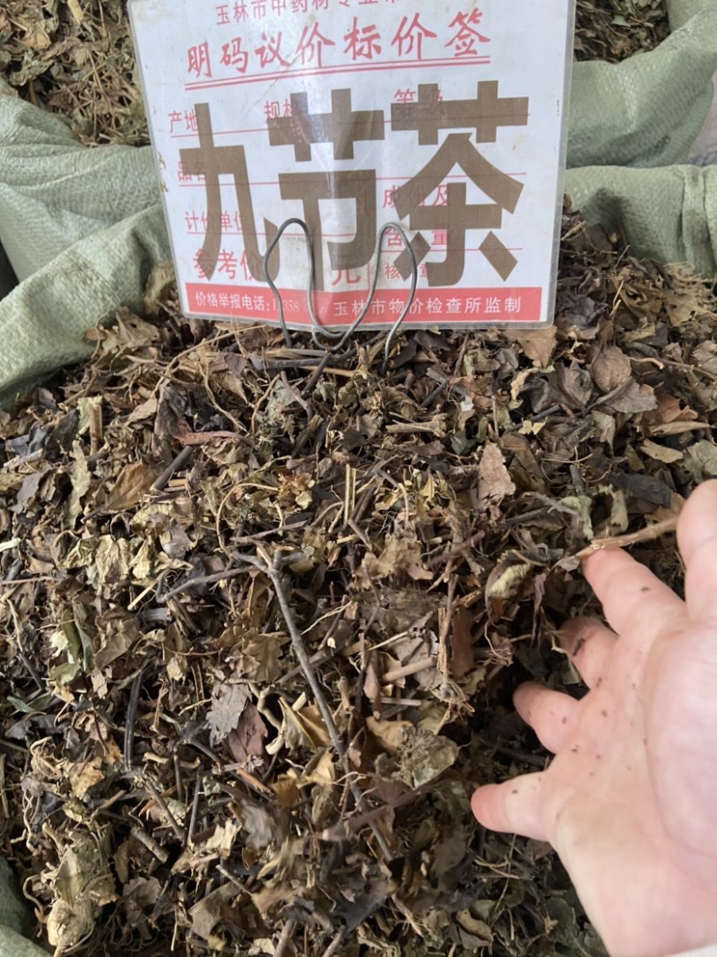 野生中药材九节茶肿节风草珊瑚九节风接骨莲新鲜干货